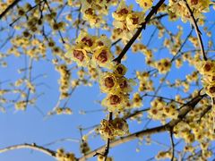 -东山雕花楼