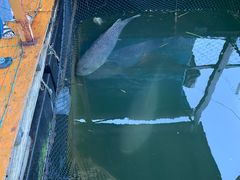 -蓝湾碧波·老字号·疍家非遗海上餐厅