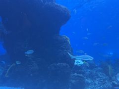 -成都浩海立方海洋公园