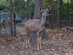 -清迈夜间动物园