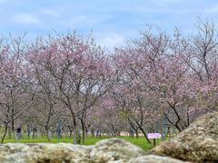 -天适樱花悠乐园