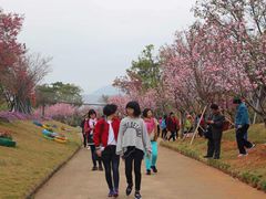 -天适樱花悠乐园
