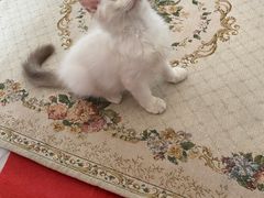 -Bastet sally猫舍购宠(静安店)