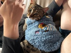 -宠物星动物医院·眼科·异宠·猫科(江南大道总院)