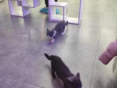 -极木²邸 人与宠物·互动社区
