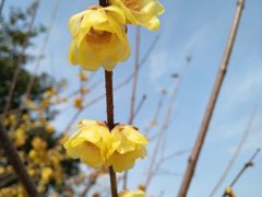 -三圣花乡旅游区