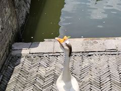 -苏州文庙(姑苏区)