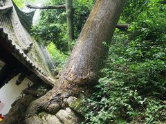 -凤栖山