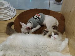 -屋虎猫馆(宝安大仟里店)