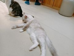 -藏猫猫咖啡主题馆(中央大道店)