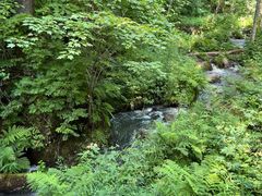 -五营红松林海景区