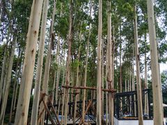 -桉树林A coffee 森林餐厅(三圣乡店)