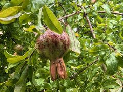 -浙江安吉JW万豪酒店·万豪中餐厅