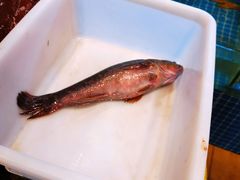 竹笋壳鱼-金龙·打边炉(南京西路店)