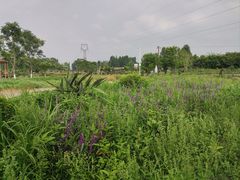 -夏河溪乡野公园
