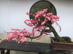 -香雪海