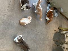 -飞行喵MR PILOT|猫舍·猫咖(静安大融城店)
