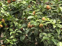 -长春农业博览园