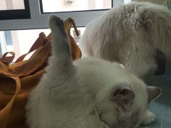 -鼓捣猫呢主题猫咖店
