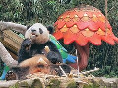 -广州长隆野生动物世界