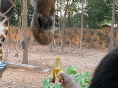 -清迈夜间动物园