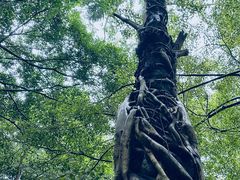 -中国科学院西双版纳热带植物园