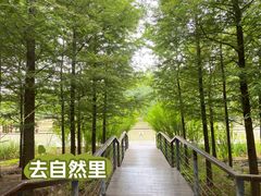 -荷兰花海