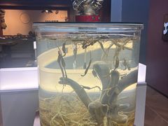 -巧婆婆特色东北菜·铁锅炖