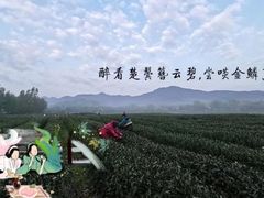 -龙坞茶村