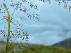 -白草畔自然风景区