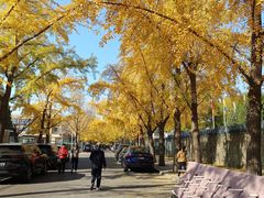 -三里屯东五街银杏大道