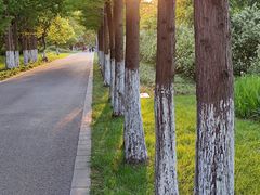 -昆山城市生态森林公园