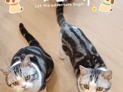 -有喵·猫咖·狗咖·40+猫狗有小奶狗(岗厦店)