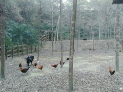 -田野绿世界