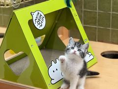 -帕帕拉兹宠物(亚洲旗舰店)