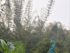 -西双版纳原始森林公园