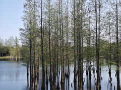 -白鹭湾湿地公园