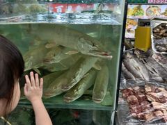 -煲来饱去冷水鱼