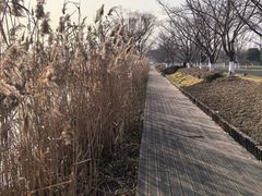 -长田漾湿地公园