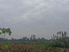 -白鹭湾湿地公园