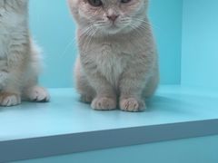 -猫宠乐园·专业洗护