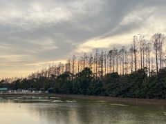 -上海长兴岛郊野公园