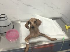 -伟伟宠物医院·CT影像中心·瑞派犬猫综合性门诊(汉口总院)