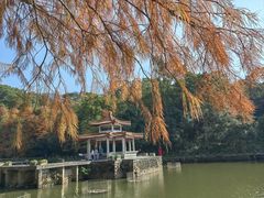 -深圳仙湖植物园