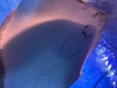 -太平洋海底世界