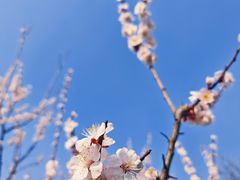 -梅花山(明孝陵内)
