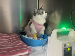 -纳吉亚猫专科动物医院·北北分院