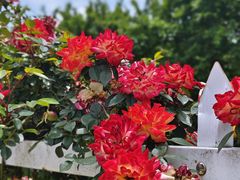 -名花谷生态庄园