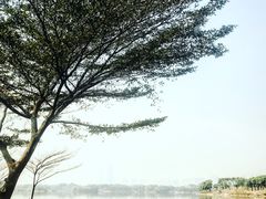 -海珠湖公园