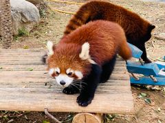 -灵玲国际马戏城